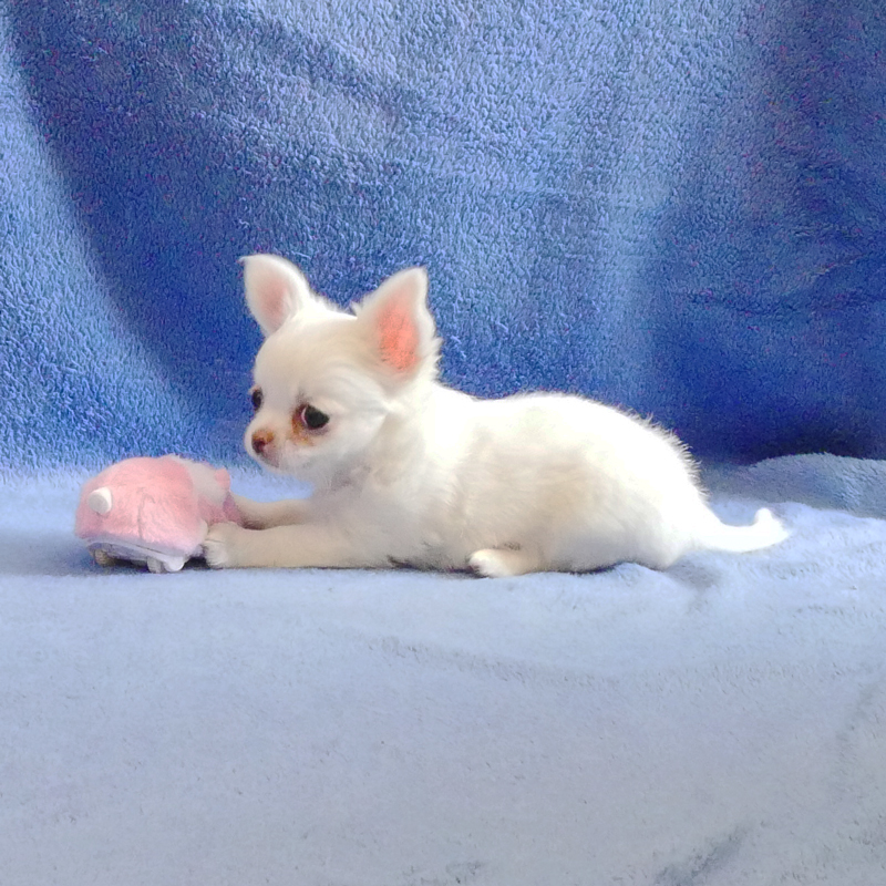 Luna - 2026-08-16