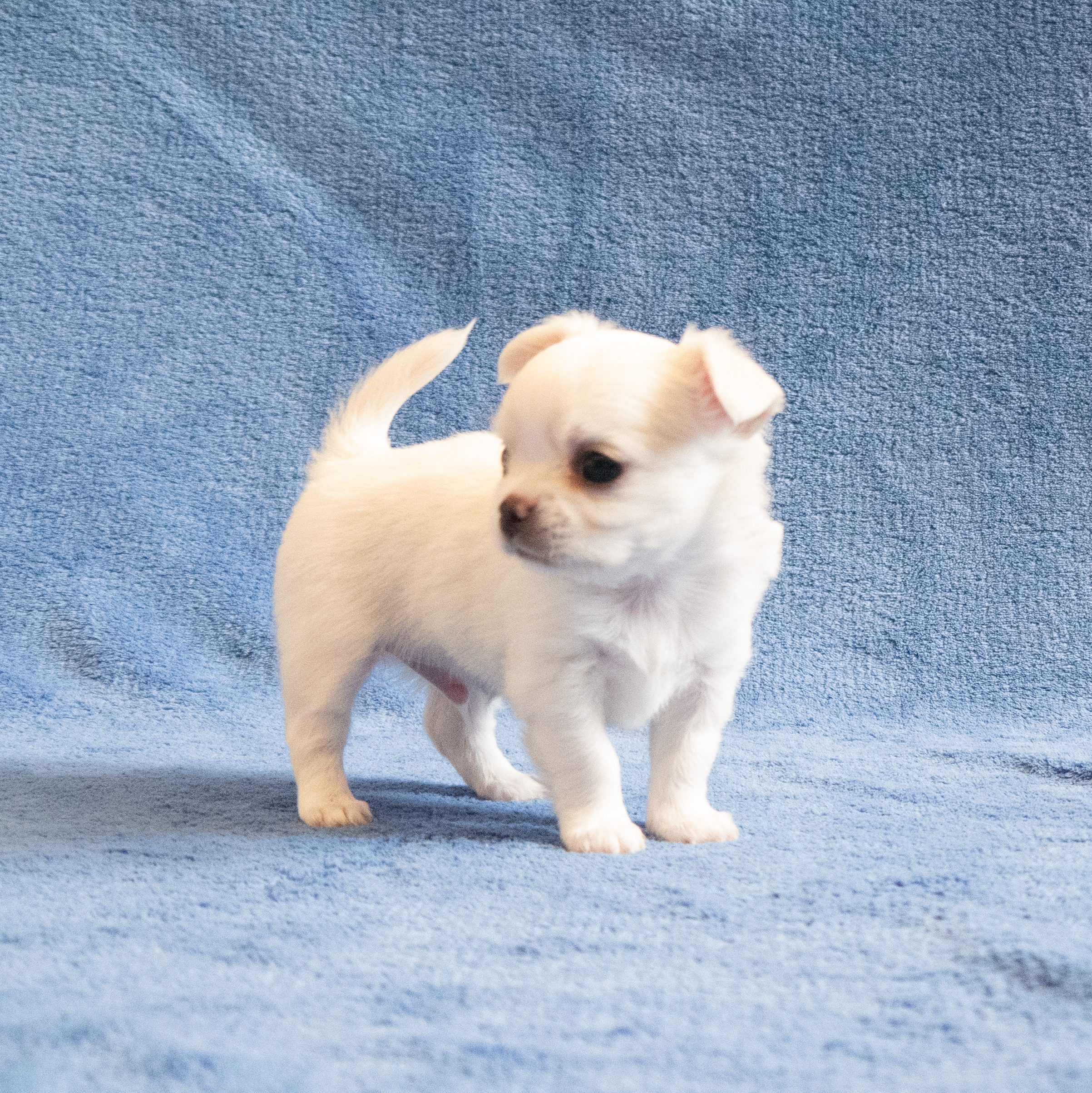Yuki